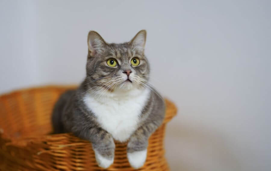 japanese cat names - Cuisine-Inspired Japanese Cat Names