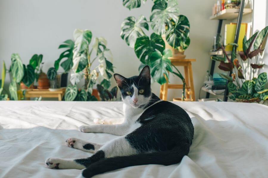 japanese cat names - Traditional Japanese Cat Names