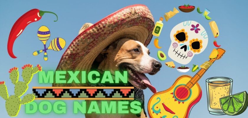 mexican-dog-names-for-your-puppy-petstime