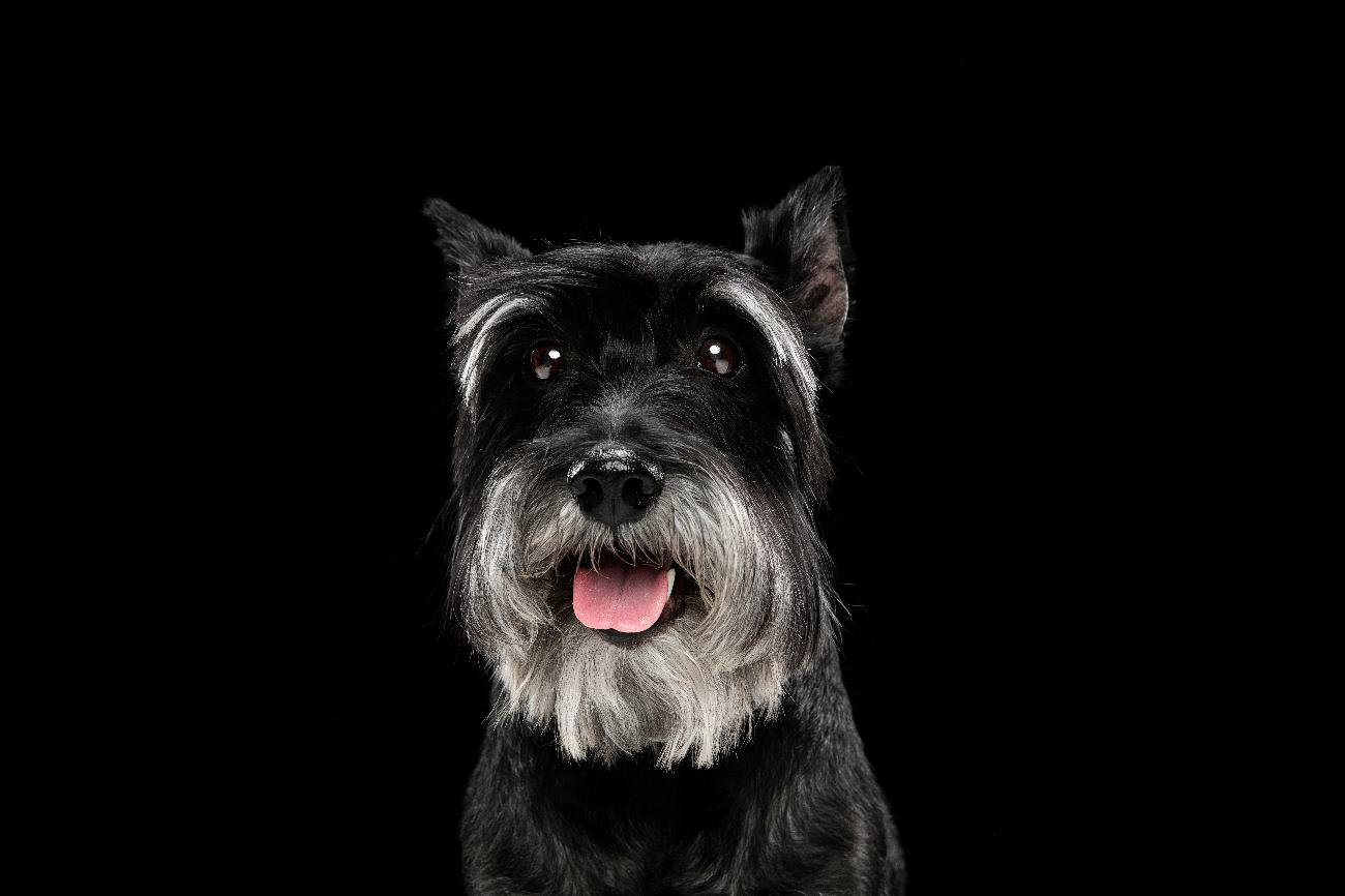 Miniature Schnauzer Dog Breed Information