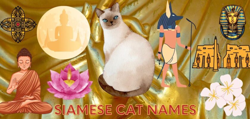 siamese cat names