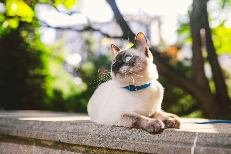 Siamese Cat Names – A Brief History