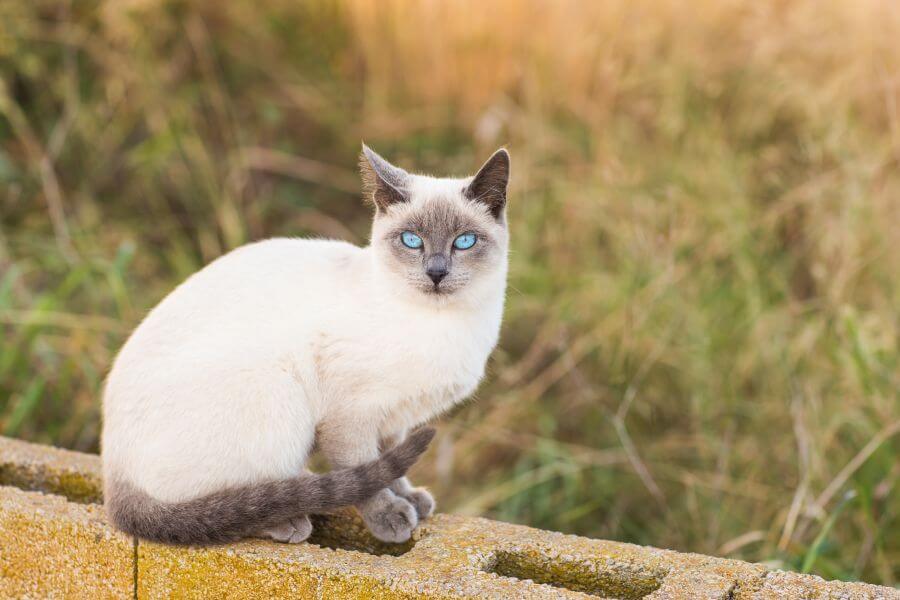 Siamese Cat Names – Siamese Cat: Thai and Buddhist Names