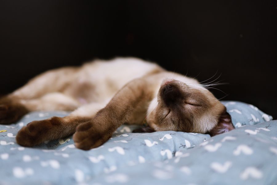 Siamese Cat Names – What Do They Stand Out With?