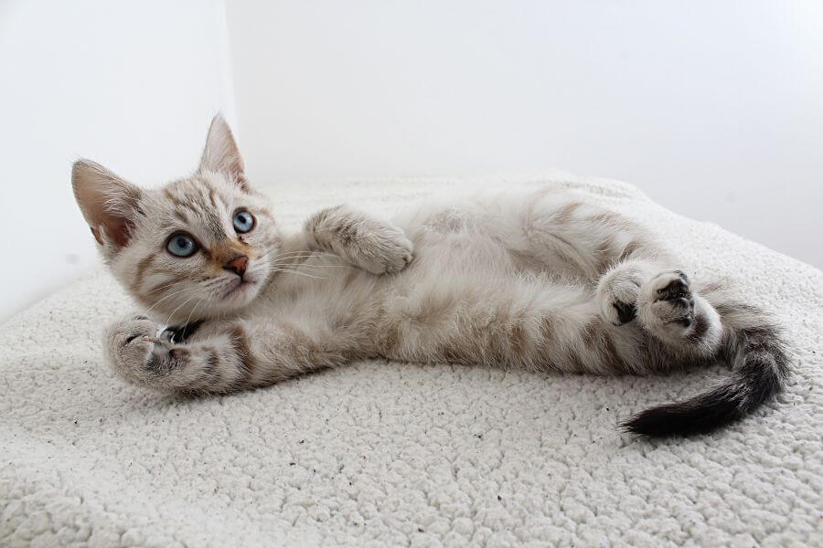 the aristocats cat names - disney cat names inspired by other films
