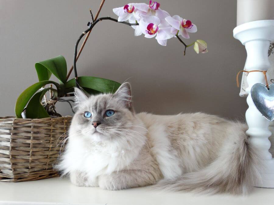 the aristocats cat names - disney vs. aristocats
