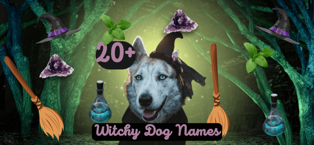 witchy-dog-names-20-magical-ideas-for-your-pet