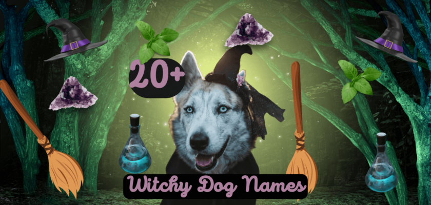 Witchy Dog Names 20 Magical Ideas For Your Pet