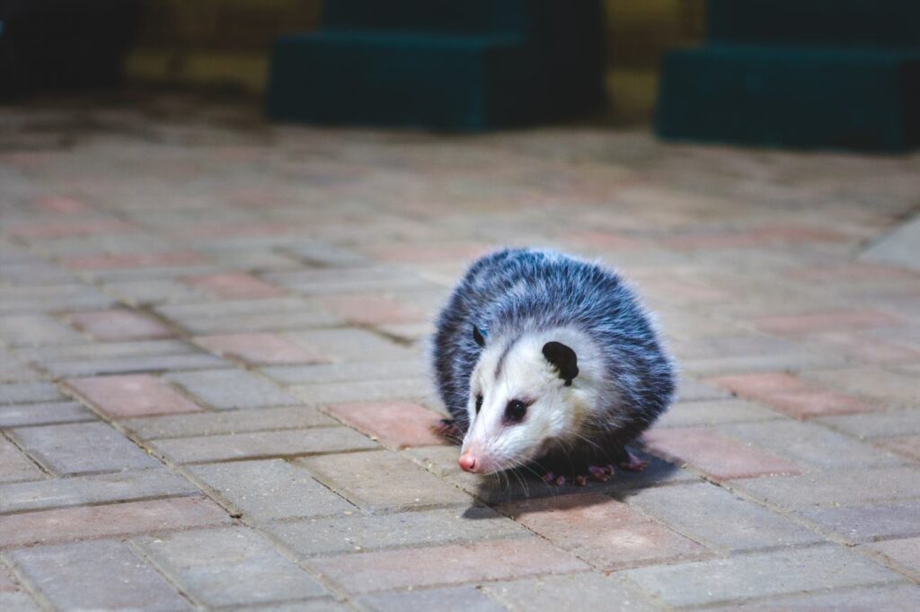 Are Possums Dangerous to Dogs? Opossum Facts