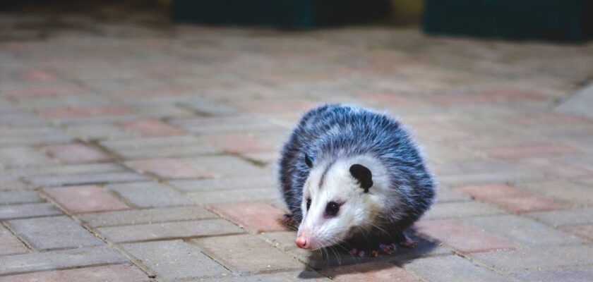 are possums dangerous to dogs