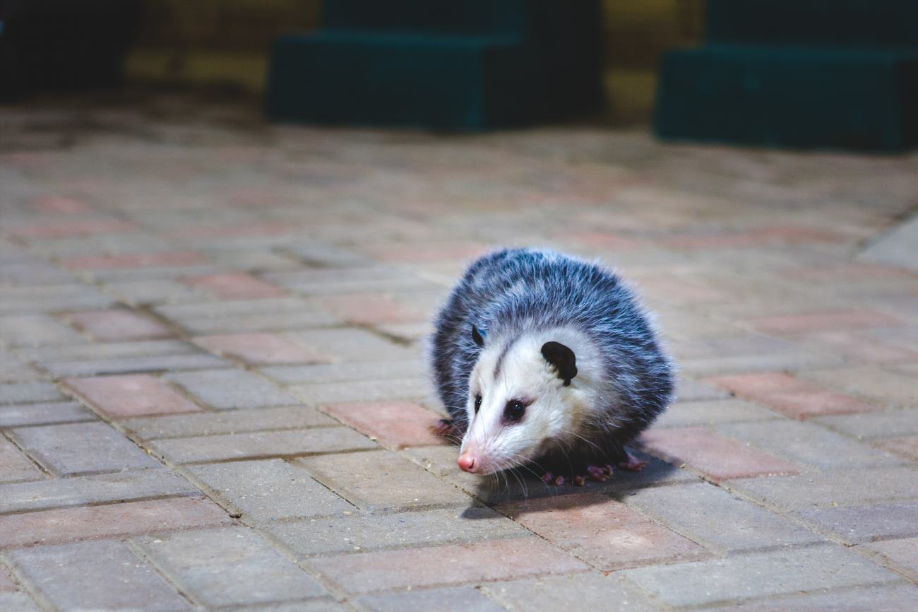 are-possums-dangerous-to-dogs-opossum-facts