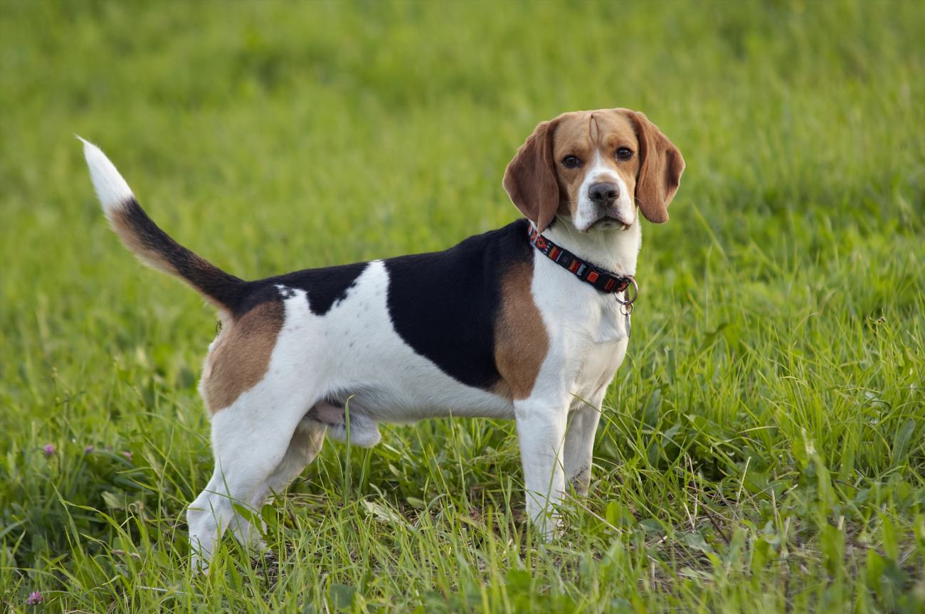 do-dogs-recognize-their-siblings-the-truth