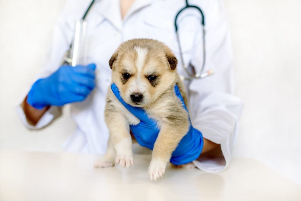 how-long-after-2nd-puppy-vaccination-can-they-go-out