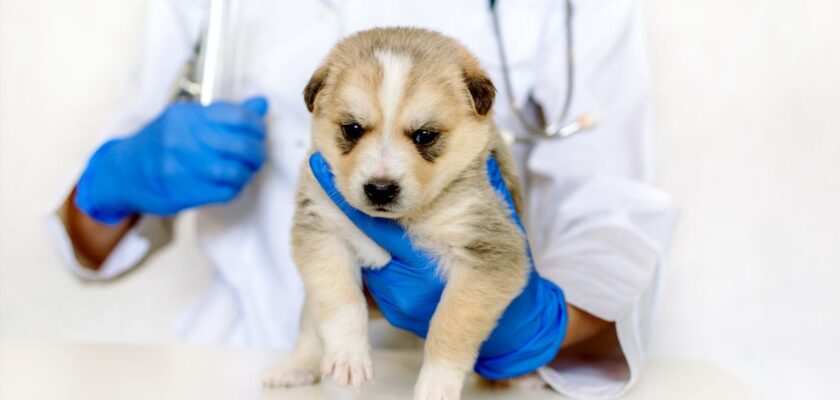 how long after 2nd puppy vaccination can they go out
