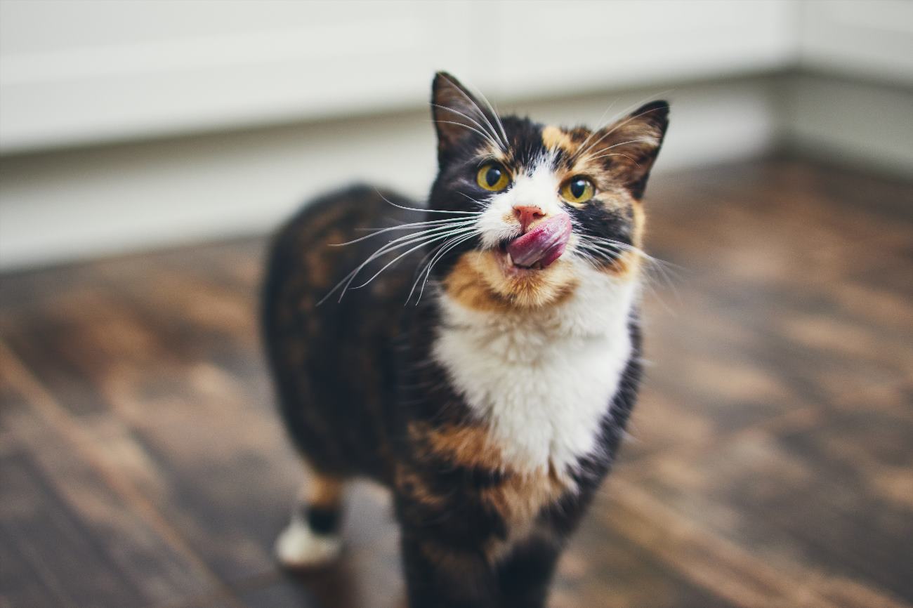 What Does It Mean When A Cat Licks Your Hair