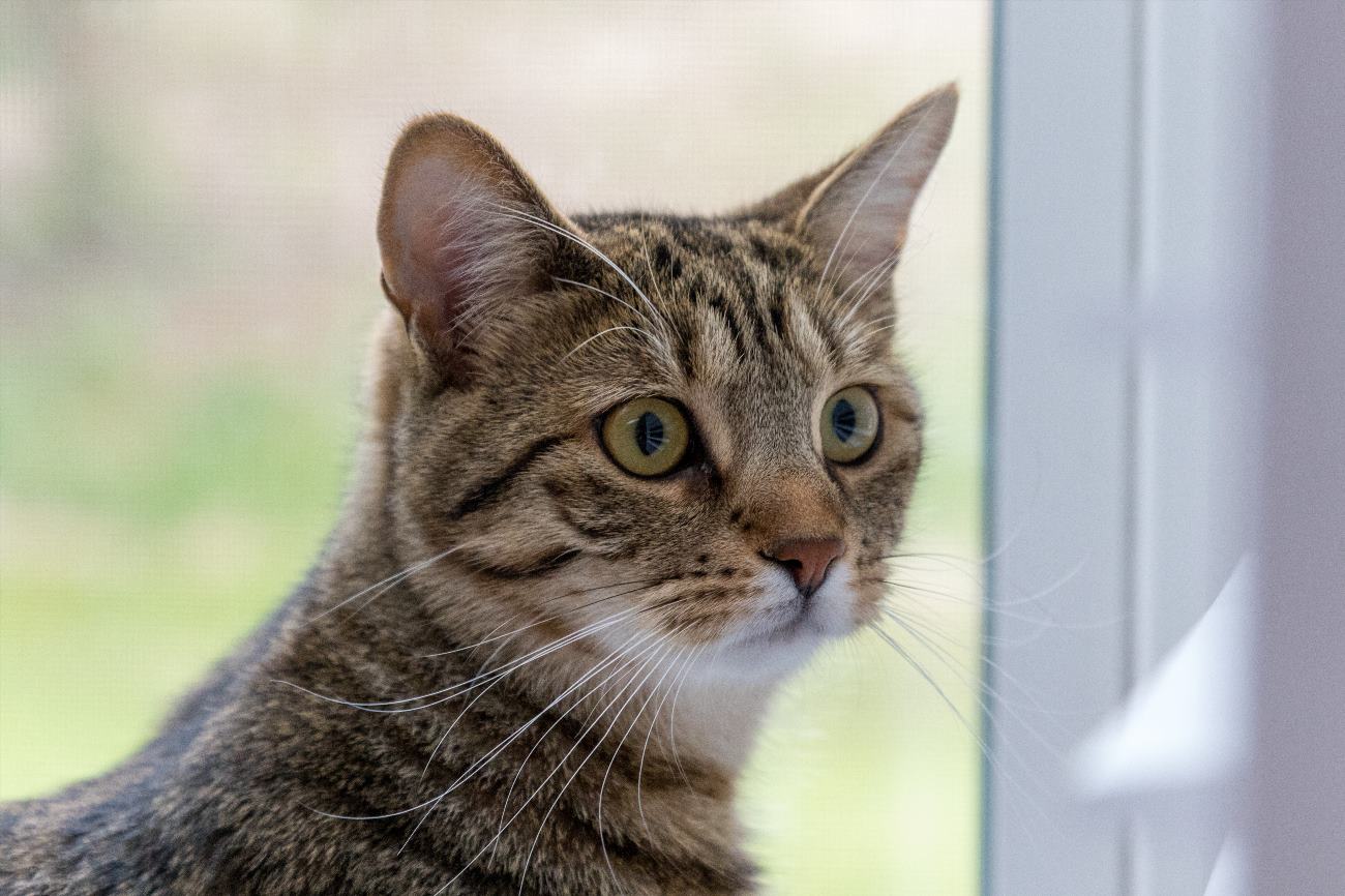 Why Does My Cat Reach His Paw Out to Me?