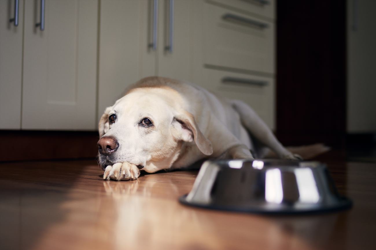 why-does-my-puppy-throw-up-after-drinking-water