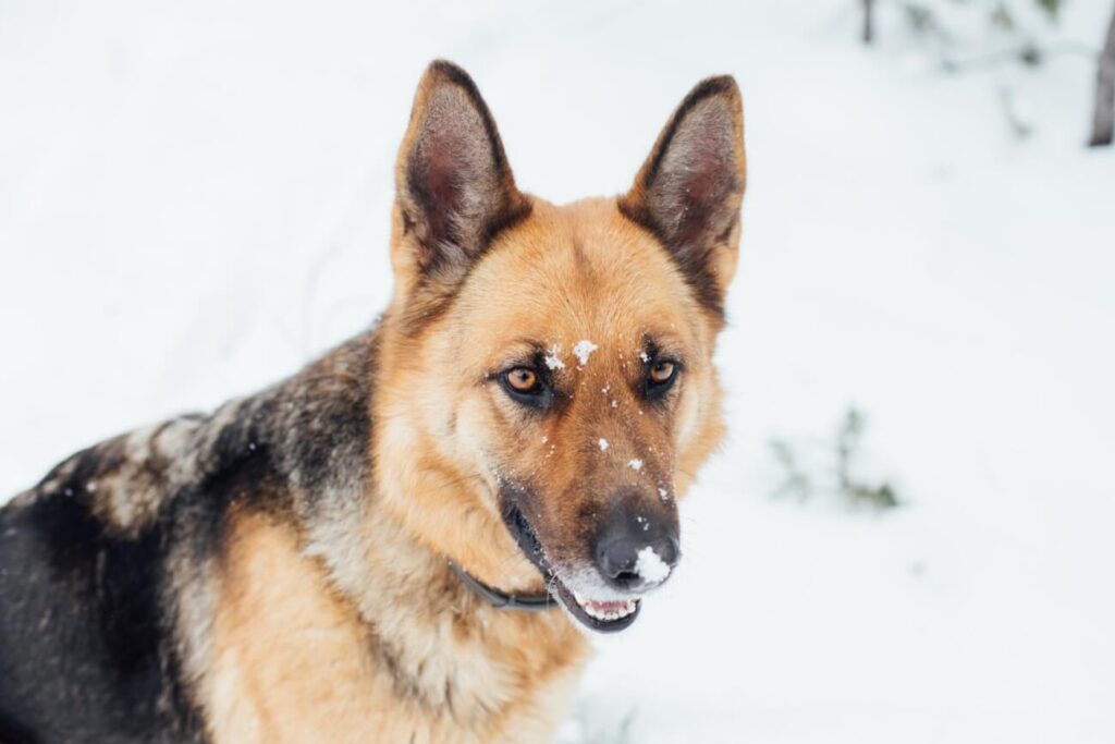 Working Dogs & Their Characteristics PetsTime