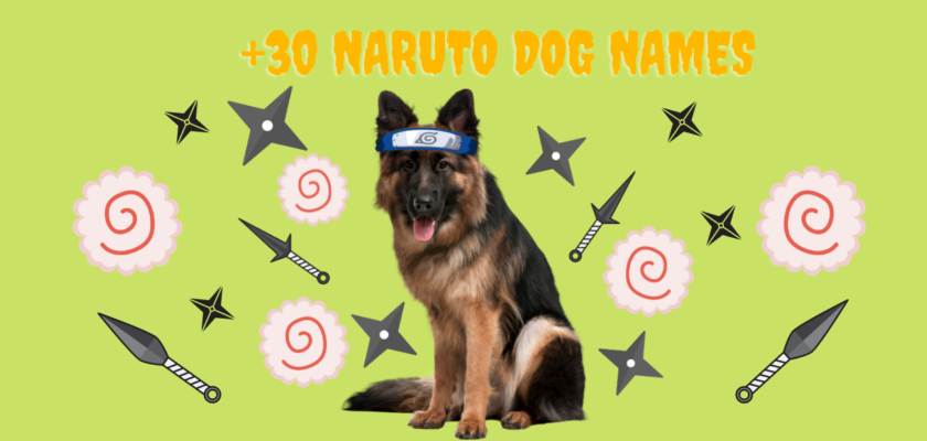 Naruto Dog Name Ideas - PetsTime