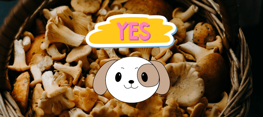 can you feed mushroom to your dog safely