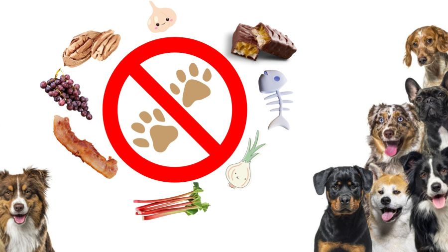 What Can Dogs Not Eat? Last Words on Human Food Toxic to Dogs