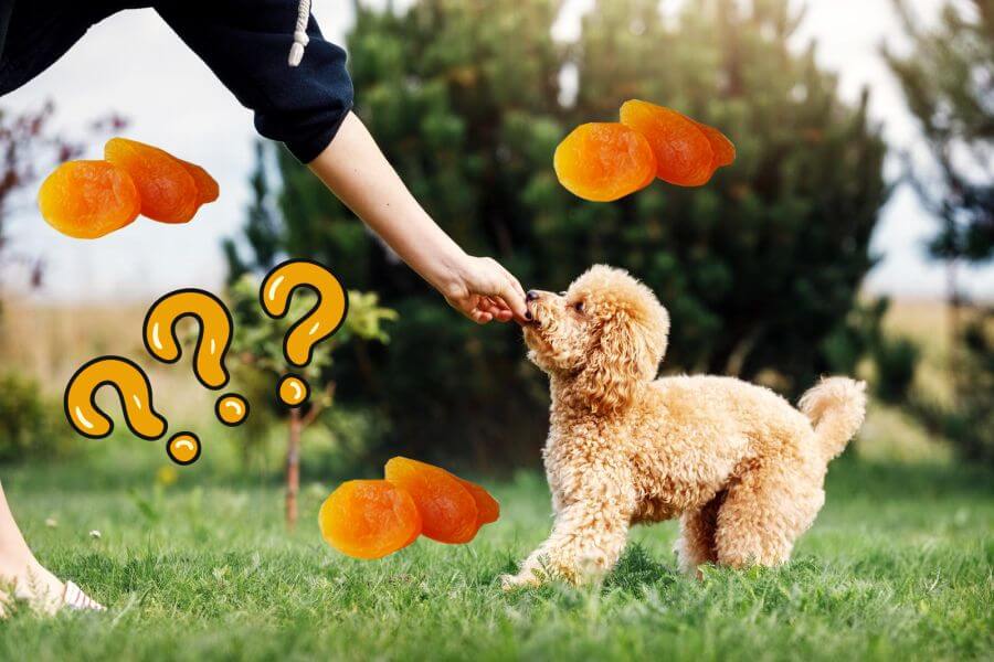 are apricots safe for dogs