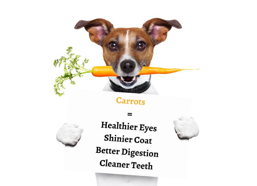 Benefits of Giving Your Dog Carrots