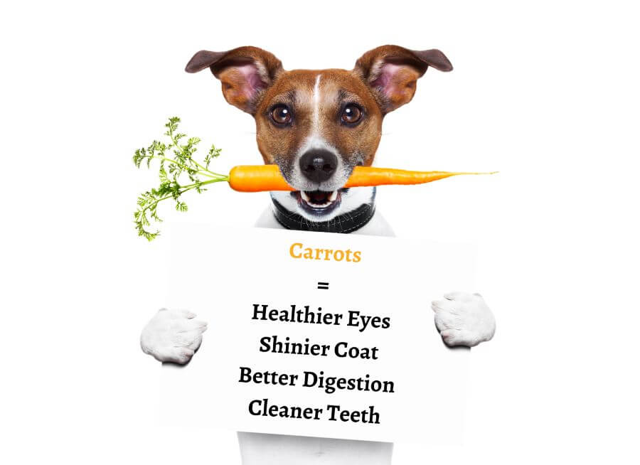 are carrots good for dogs eyes