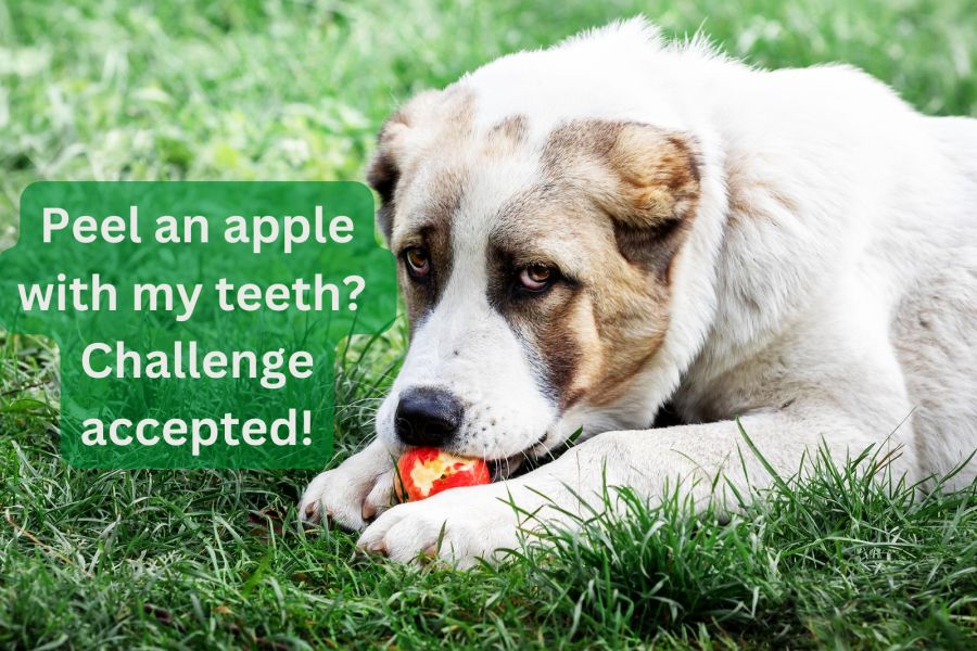 Can Dogs Eat Apple Skin?