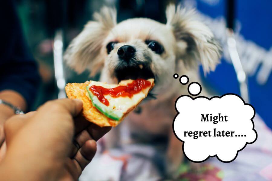 Can Dogs Eat Other Tomato-Based Foods?