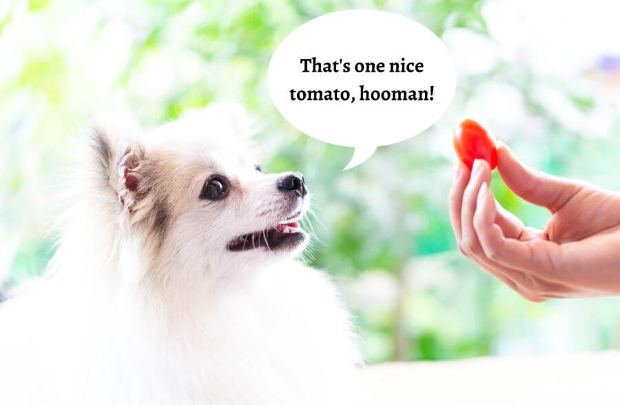 Can Dogs Eat Ripe Tomatoes?