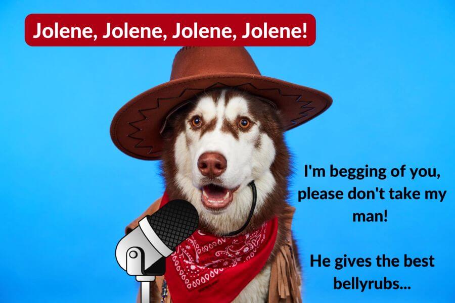 western-dog-names-41-cowboy-names-for-dogs-petstime