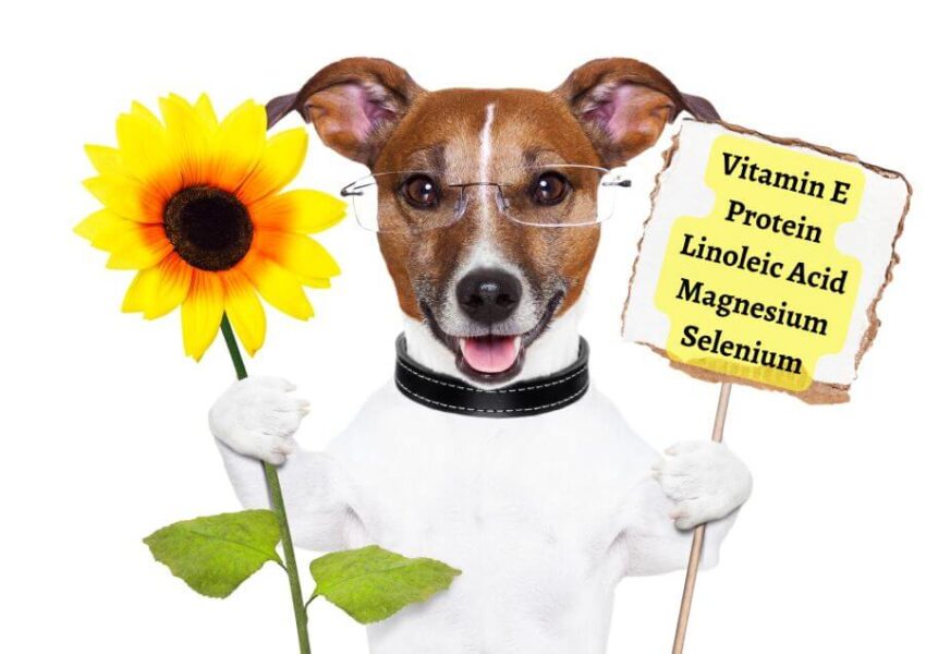 Can Dogs Eat Sunflower Seeds? PetsTime