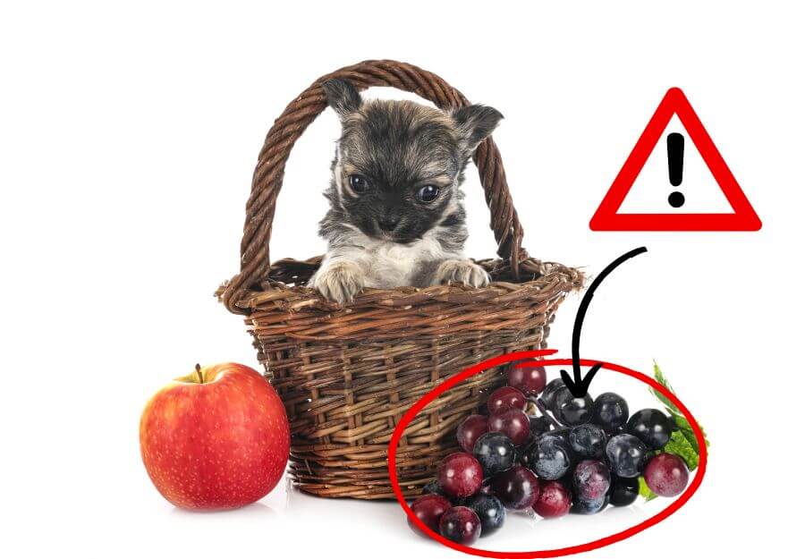 How Grape Products Can Cause Poisoning in Dogs