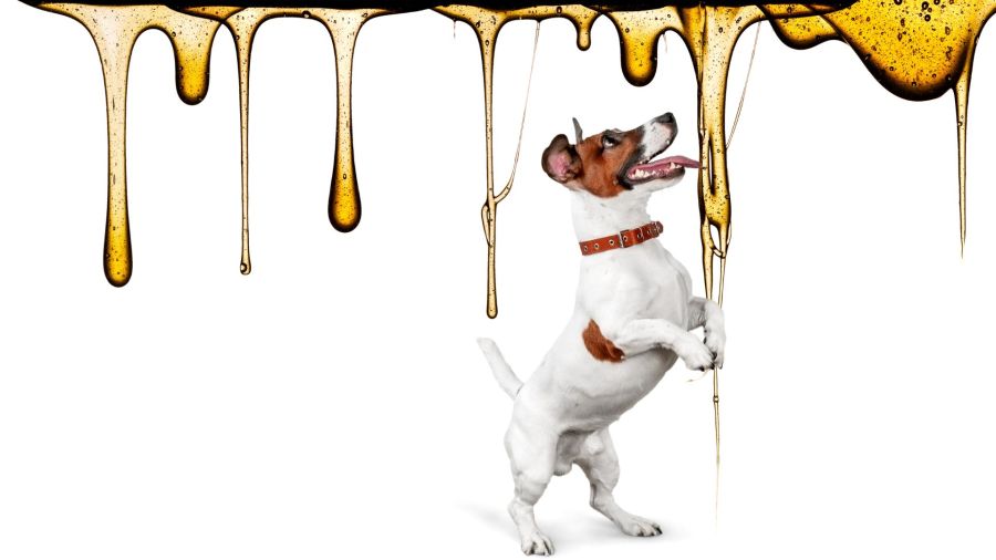 How Much honey Should You Give Your Dog