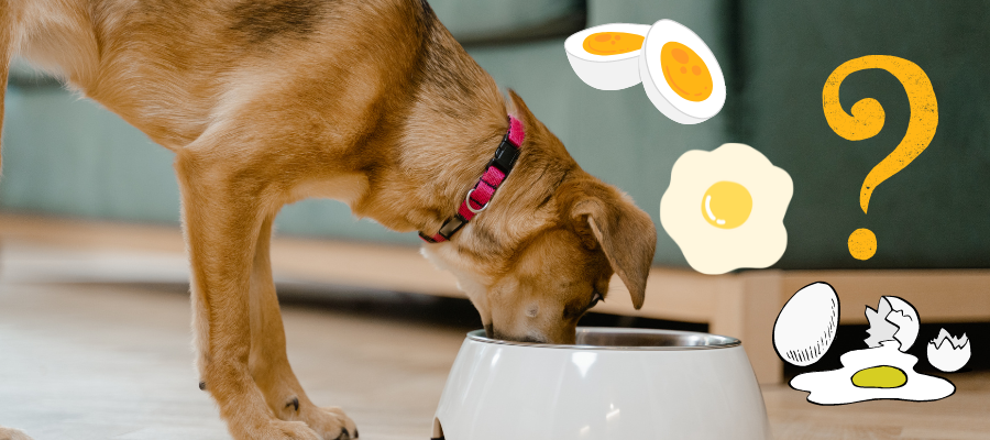 how to serve eggs to dogs