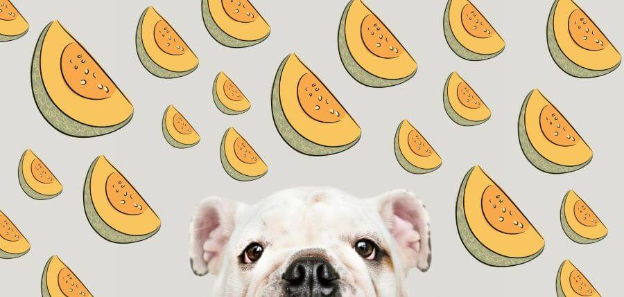 can-dogs-eat-cantaloupe-safe-or-not-petstime