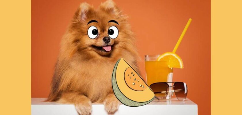 Cantaloupe safe for dogs Clearance