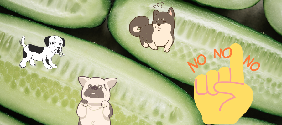 potential drawbacks of feeding cucumbers to dogs