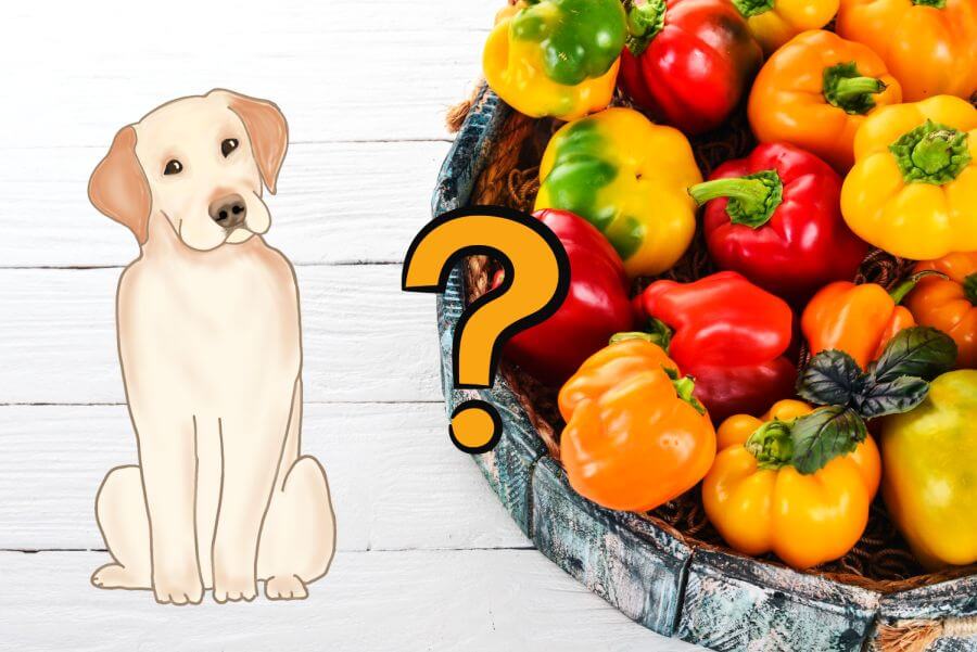 is red bell pepper good for dogs