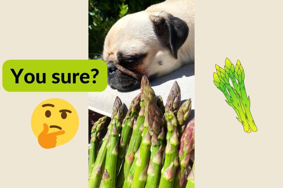 Risks of Feeding Asparagus to Your Dog