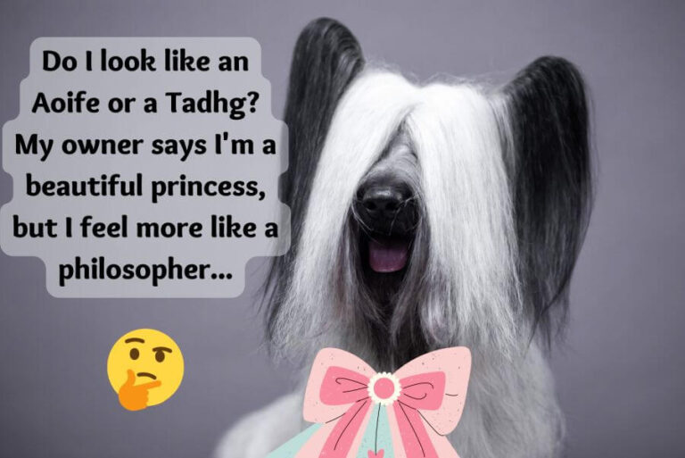 scottish-dog-names-petstime