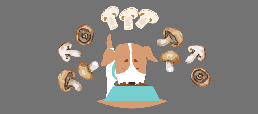 shiitake mushroom dog stew recipe