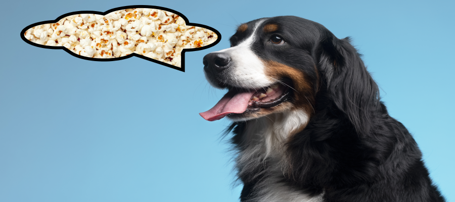 The Benefits of Popcorn for Dogs