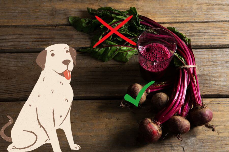 are beets bad for dogs