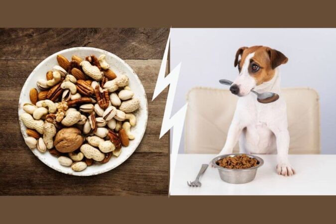 Can Dogs Eat Nuts? Which Nuts Are Safe - PetsTime