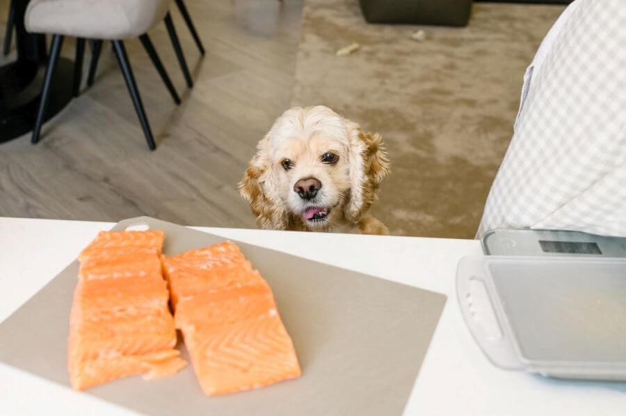 WHAT ARE THE RISKS OF SALMON FOR YOUR DOG