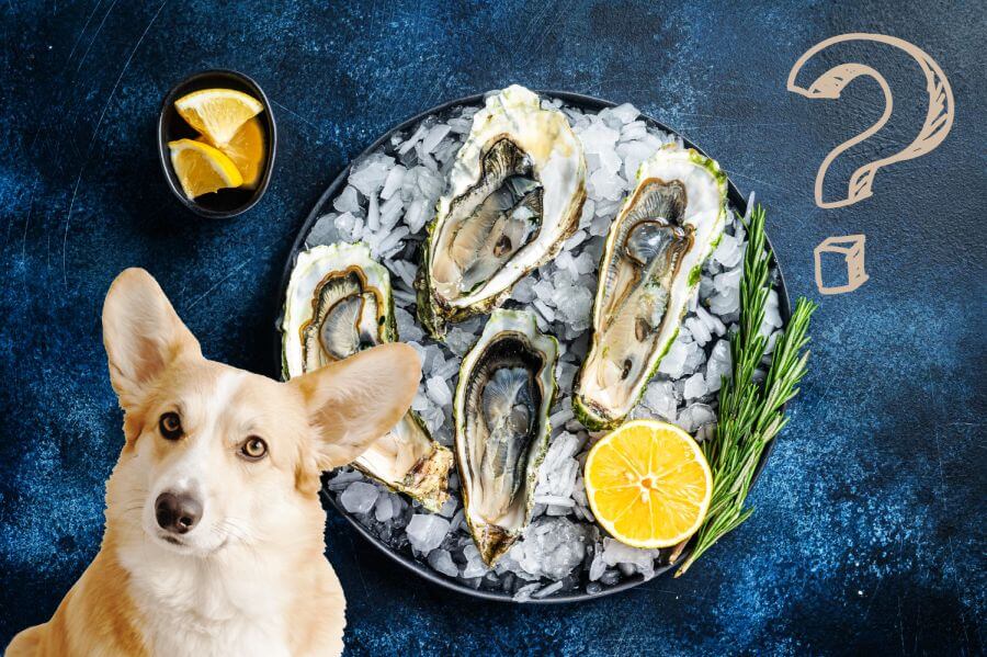 are oysters toxic to dogs