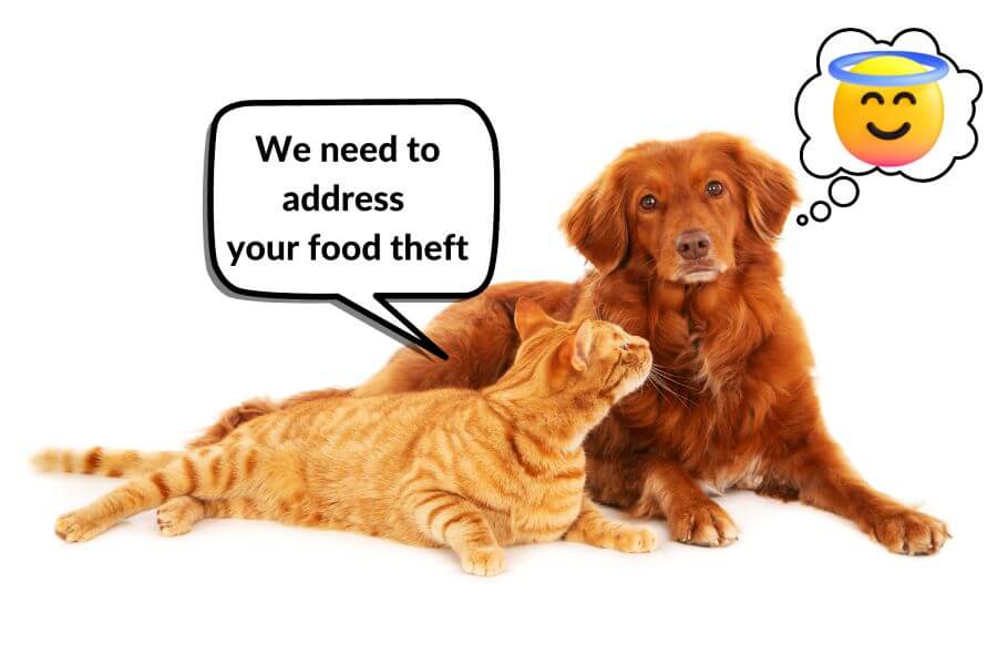 Why Are Dog and Cat Foods Different?