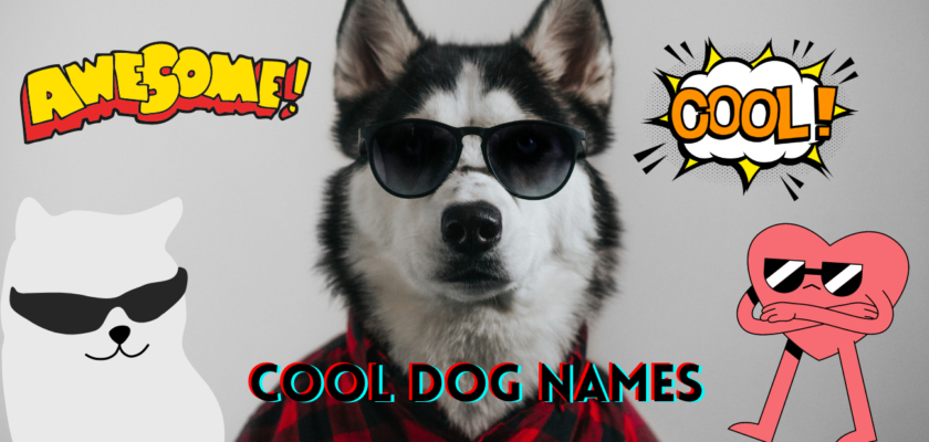 Cool Dog Names